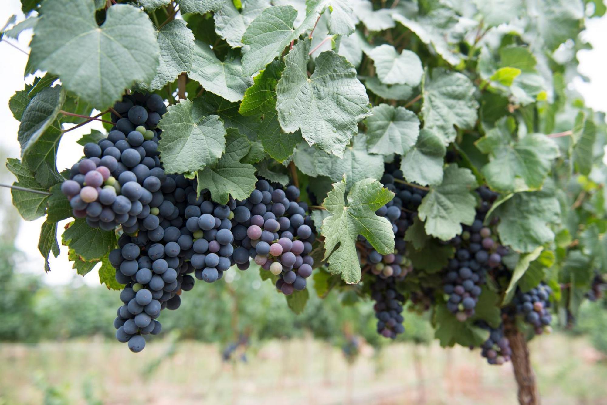 Hospedaje Finca La Encantada Seclantás 外观 照片